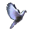ahmedtema