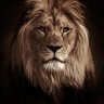 Dark Lion
